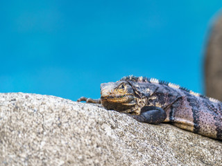 Black Spiny Tailed Iguana (Ctenosaura similis), taken in Costa Rica