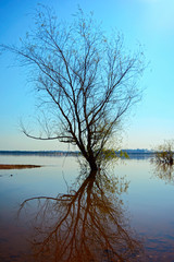 árvore rio uruguai Uruguaiana