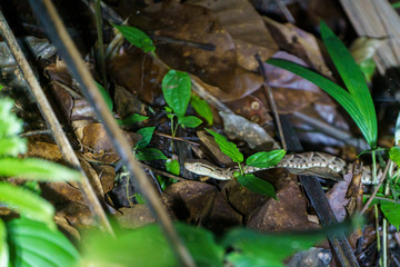 Fer-De-Lance (Bothrops atrox) in Costa Rica