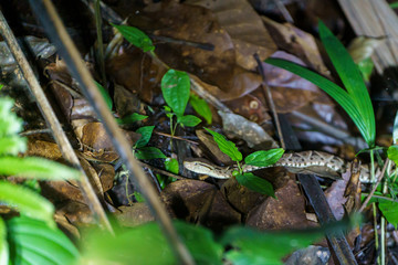 Fer-De-Lance (Bothrops atrox) in Costa Rica