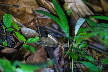 Fer-De-Lance (Bothrops atrox) in Costa Rica