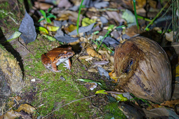 Smoky Jungle Frog (Leptodactylus pentadactylus) in Csota Rica