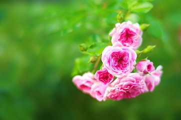 delicate flowers of pink roses on a blurred background.