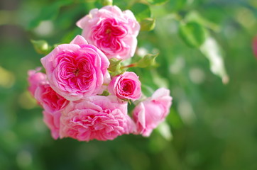 delicate flowers of pink roses on a blurred background.