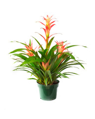 Beautiful Potted Orange Vriesa Bromeliad Isolated on White