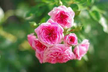 delicate flowers of pink roses on a blurred background.