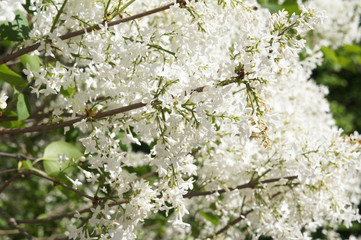 Shrub of syringa vulgaris alba or white lilac flowers