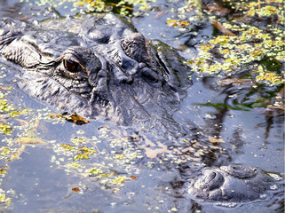 Focus Stacked Image of the Head of an Alligator Lurking at the Edge of the Florida Lake