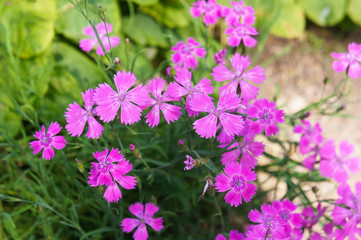 Dianthus campestris carnation pink  flowers