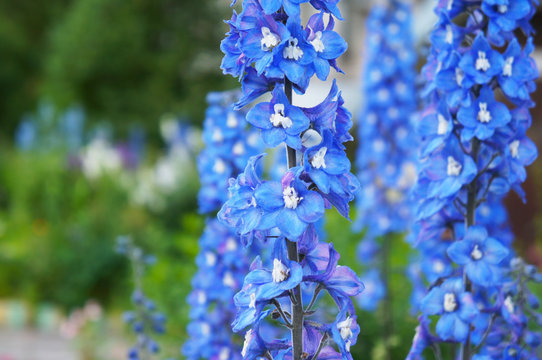 Delphinium cultorum benary's pacific blue bird flowers