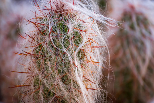 Hairy Cactus Cephalocereus senilis