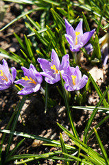 Violet crocus early flowers or crocus sativus petals in grass vertical