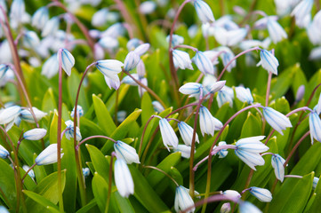 Scilla mischtschenkoana or squill blue flowers with green grass
