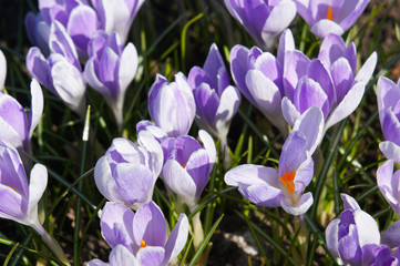 Violet flowers of crocus or crocus sativus in green grass