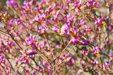 Shrub of pink rhododendron flowers