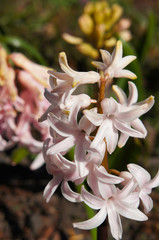 Hyacinthus orientalis or hyacinth pink flower vertical