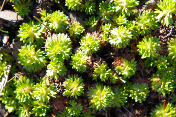 Saxifraga arendsi green rosette plant background 