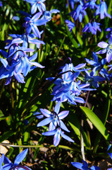 Blue scilla siberica spring bluebell-like flowers vertical
