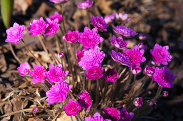 Bunch of hepatica nobilis rosea plena  pink flowers 