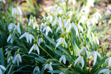 Obraz premium Leucojum aestivum or loddon lily white flowers
