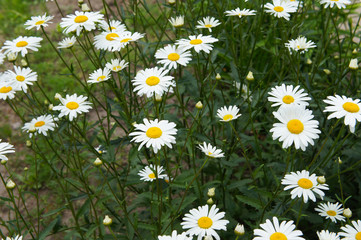 Leucanthemum vulgare or ox-eye daisy white cammomile flowers