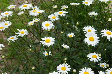 Fototapeta premium Leucanthemum vulgare or ox-eye daisy white cammomile flowers