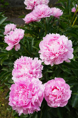Paeonia suffruticosa many pink peony flowers with green vertical