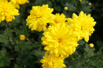 Chrysanthуmum koreanum  mums or chrysanths yellow flowers with green