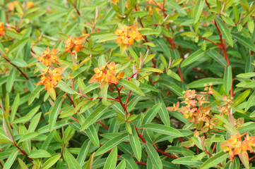 euphorbia griffithii fireglow blossoming shrub