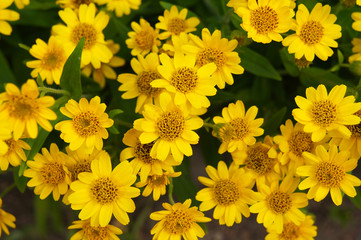 Arnica chamissonis foliosa yellow flowers