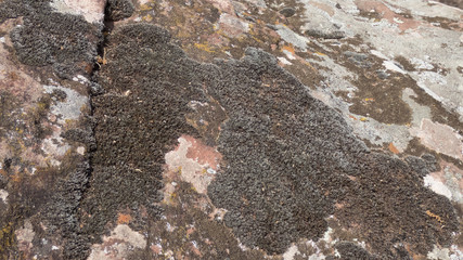 Algae and mold On  An Old Concrete wall.