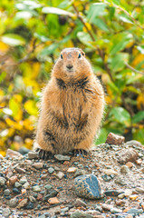 marmot in nature
