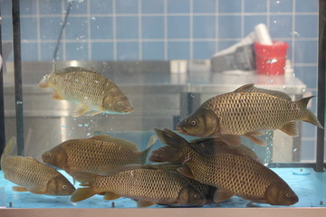 Live carp fish in aquarium in store for sale