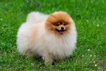 Pomeranian spitz. Cute fluffy charming red-haired Pomeranian Spitz in full growth on the grass in the park.