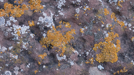 Algae and mold On  An Old Concrete wall.
