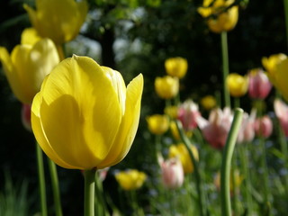 Zdjęcie przedstawiające kwitnące żółte tulipany w ogrodzie.