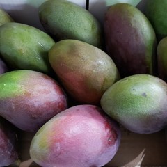 mango on market