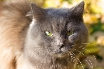 Angry disgruntled gray cat british outdoors, portrait outdoors