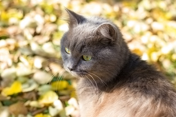 Beautiful gray cat british in nature, portrait outdoors