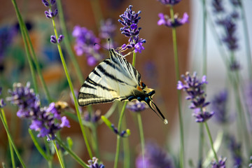 Scarce swallowtail butterfly on lavender in Hungary