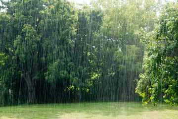 Heavy summer rain in the garden in Hungary - obrazy, fototapety, plakaty