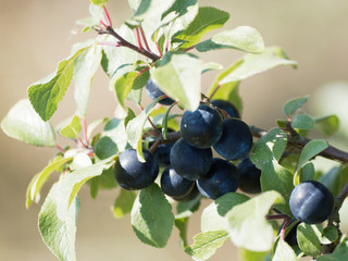 Prunus spinosa | Schwarz-bläulich beeren des Schlehdorns im August