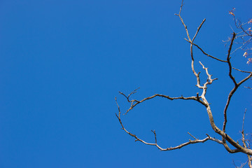 Dry branches without leaves against the blue sky