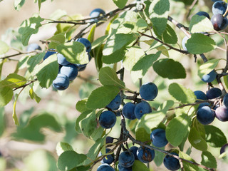 Prunus spinosa | Schwarz-bläulich beeren des Schlehdorns