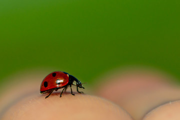 ladybug on green leaf