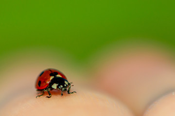 ladybug on green leaf