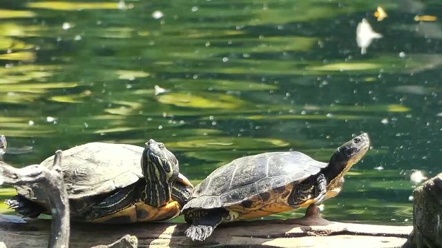 red eared sliders basking in the sunlight