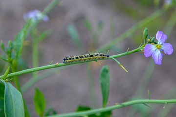 A big green caterpillar with black dots crawls along a thin branch to a purple flower against the background of the field
