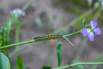 A big green caterpillar with black dots crawls along a thin branch to a purple flower against the background of the field