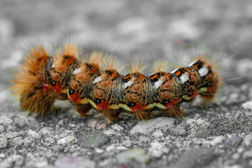 caterpillar - close up view